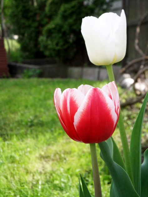 Tulipaner fra Amsterdam