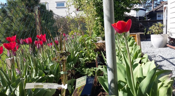 Tulipaner i bringebærland